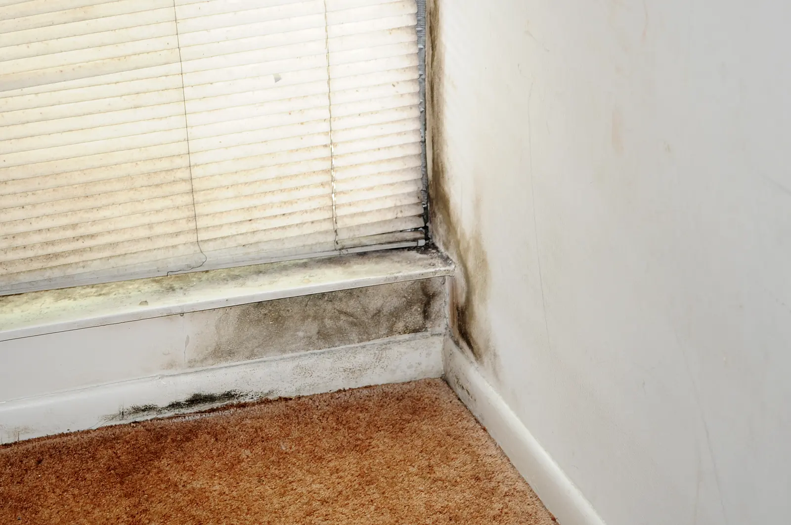 Black mold along a window sill, blinds, and the carpet edge. Shown on the Ceiling mold page for Huntsville, AL.